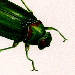 Jewel Beetle illustration illustration by Ian Penney