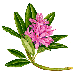 Rhodedendron illustration illustration by Ian Penney